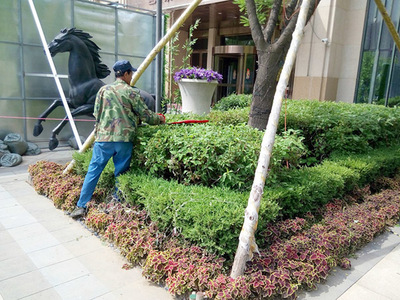 东莞市达威清洁除虫服务有限公司